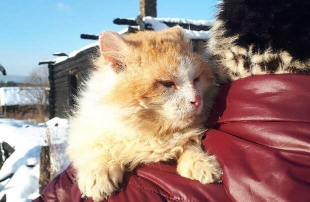 На Урале кот полтора года ждет погибших хозяев на пепелище На Урале кот полтора года ждет погибших хозяев на пепелище златоуст, коты, факты