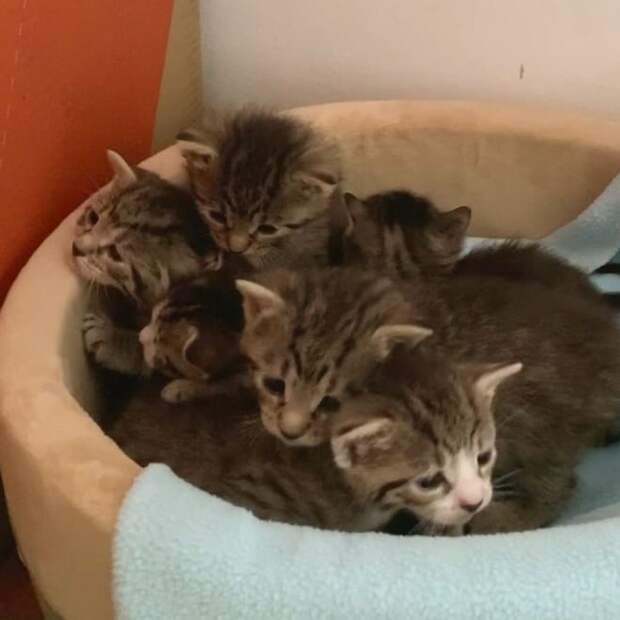 Шесть котят Котята в кроватке