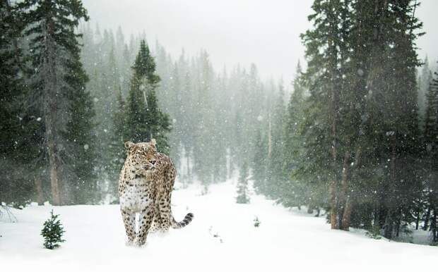 Леопард, Снежный Барс, Снег, Зимой, Леса, Портрет