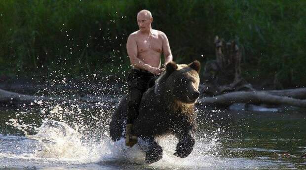 Путин прокомментировал свои фото на медведе Путин прокомментировал свои фото на медведе