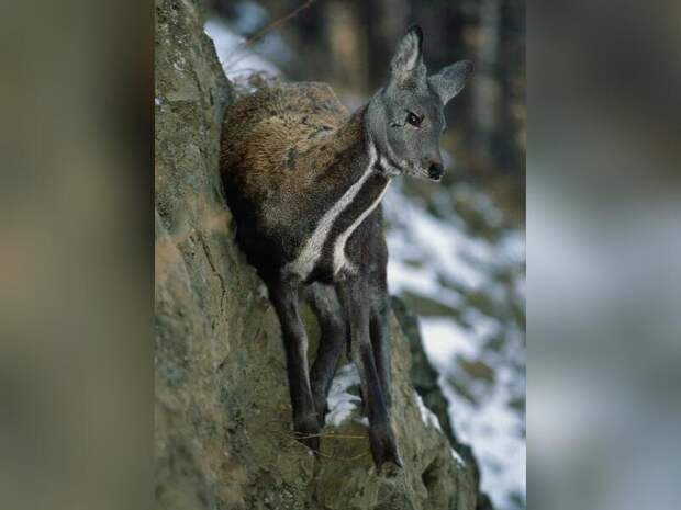 Инспекторы заказника спасли кабаргу в Забайкалье