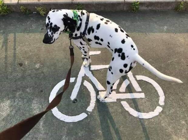 На велосипеде