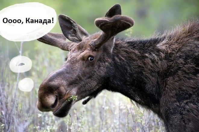 S15 причин почему все хотят жить в Канаде