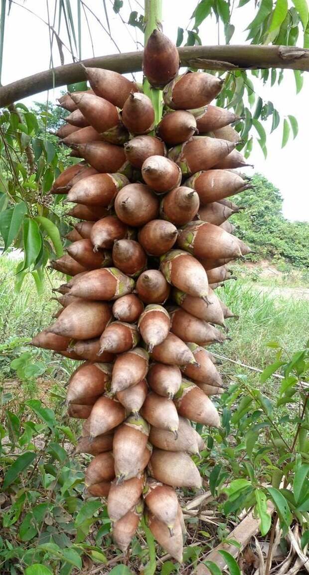 Бабассу - пальма, близкий родственник кокоса. еда, интересное, неизвестные, плоды, природа, растения, съедобные, фрукты