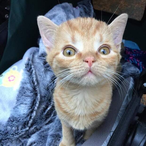 Рыжий котик Необычный котенок