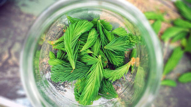 Ёлка против вирусов