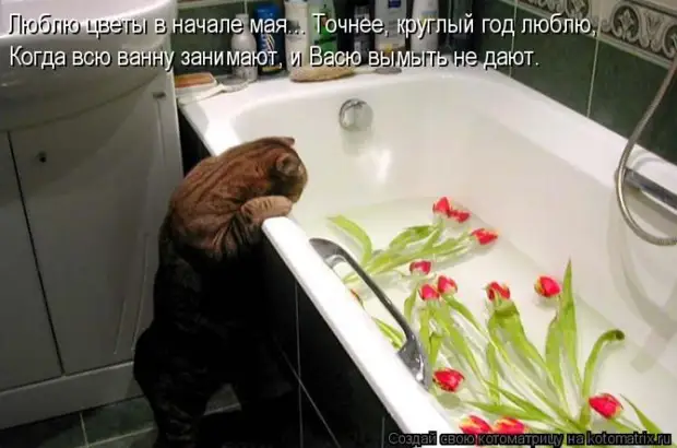 Мысли вслух :) 23 пушистые мыслишки