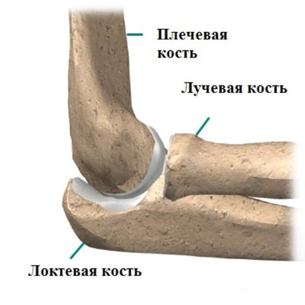 Кости локтевого сустава. Локтевой сустав строение костей. Локоть кость строение. Кости локтя у человека. Апофиз локтевого отростка локтевой кости.