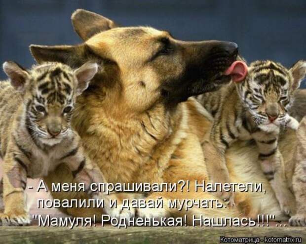 Котоматрицы(картинки с подписями)