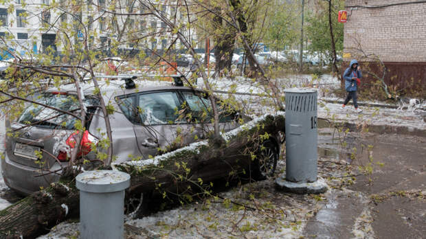 Дерево упало на автомобиль: как получить компенсацию и взыскать моральный вред