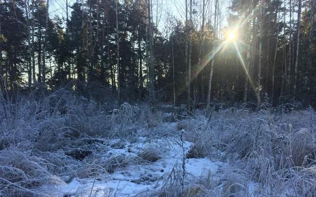 На Рязанщине в ночь на 30 октября похолодает до -1°С