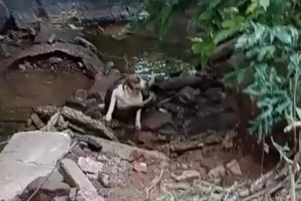 Собака пережила нападение шестиметровой змеи и попала на видео