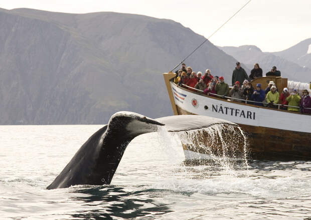 Гренландия. Здесь в водах, омывающих остров, обитают 8 представителей китообразных, среди которых горбатые киты, полосатики. Сезон так называемого китового сафари начинается в апреле. Лучшими местами для наблюдения считаются побережья городов Нук, Кекертарссуак, Аасиаат. Туристы могут самостоятельно арендовать лодку, или заказать экскурсию с проводником. (Greenland Travel)