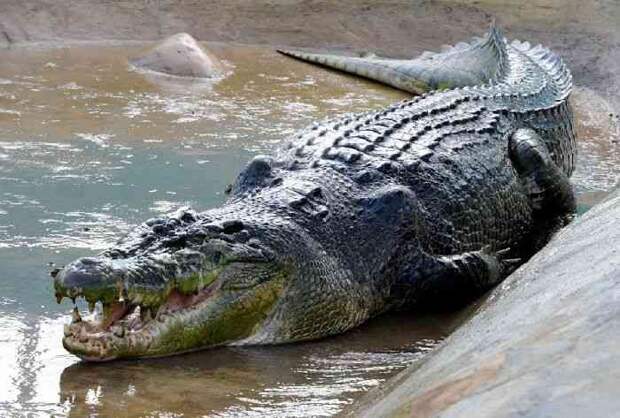 ТОП-10 самых больших крокодилов в мире