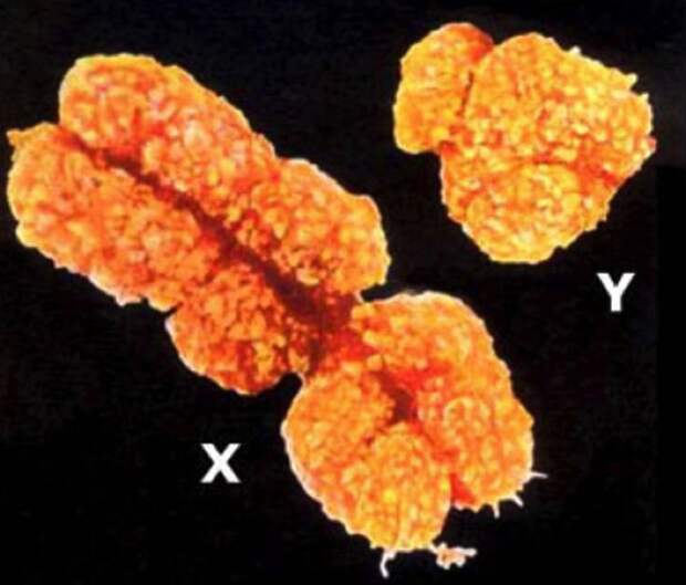 Женская хромосома (слева) почему-то гораздо большей мужской. 