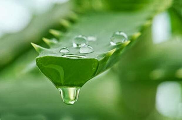 poleznyie-i-lechebnyie-svoystva-aloe-4
