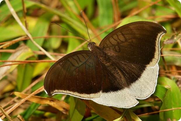 Ленточница Tanaecia lepidea
