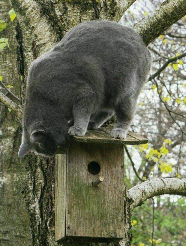 Прикольные котики коты, прикол, фото