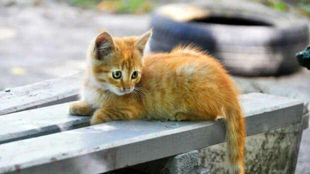 источник фото: menzela.ru