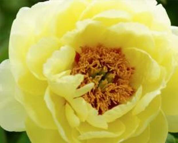 Пион желтый (Paeonia suffruticosa)