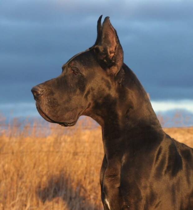 Немецкий дог: одна из самых больших пород собак в мире dog, животные, немецкий дог, собаки