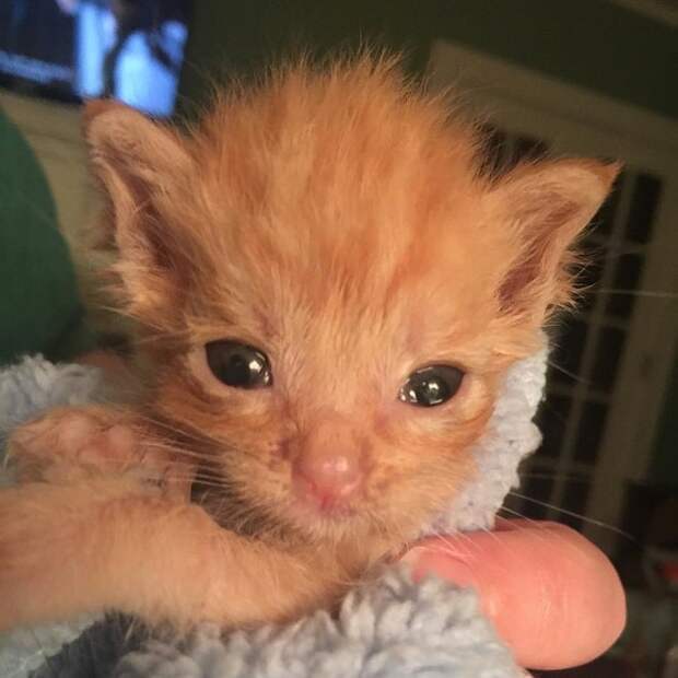 Рыжий котенок Крошечный котенок