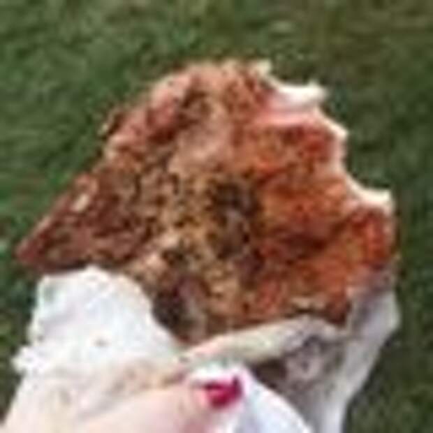 A seasoned pork chop from the feast.