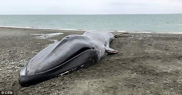 На пляже в Чили поиздевались над бездыханным телом синего кита жестокость, животные, издевательства, кит, океан, пляж, селфи, фото