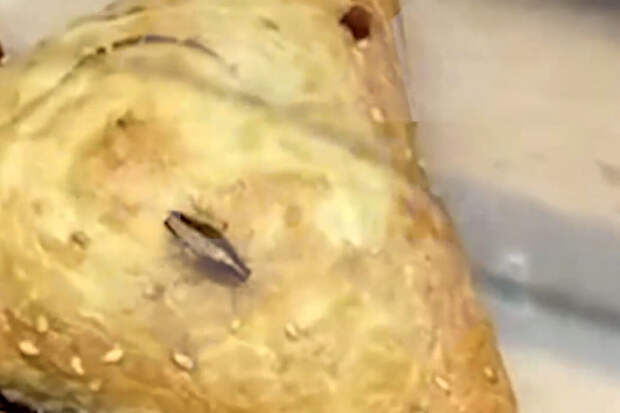 "SHOT Проверка": в московском "Дикси" таракана заметили на витрине с выпечкой