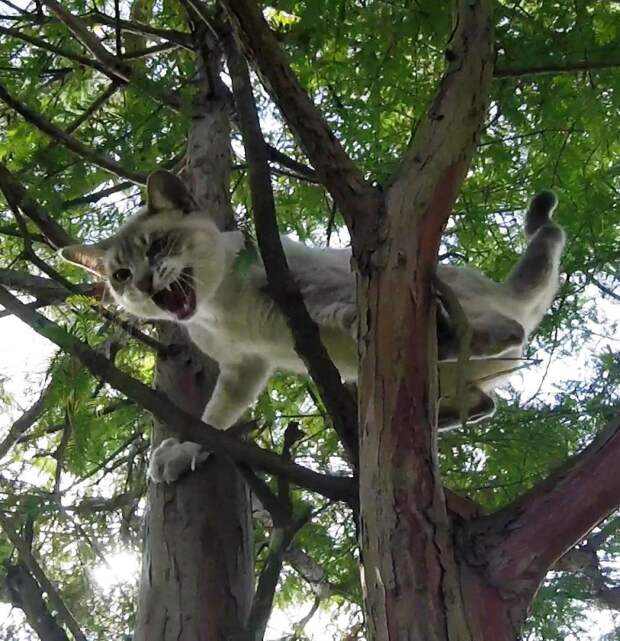 Американский пенсионер, лазая по деревьям, спасает котов