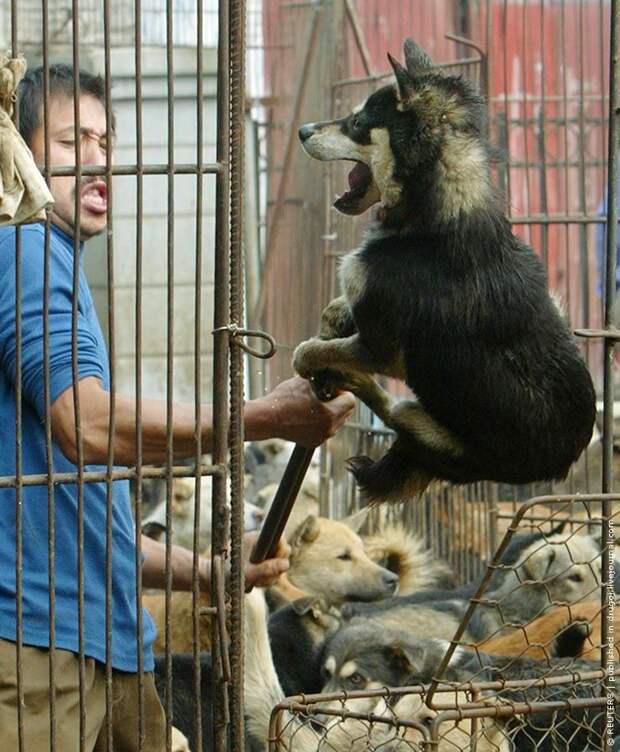 Рынки экзотических животных в России: шокирующие кадры животные, интересное, рынки, фото, экзотические животные