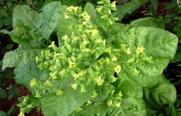 Растение махорка / Фото: pro-dachnikov.com Растение махорка / Фото: pro-dachnikov.com