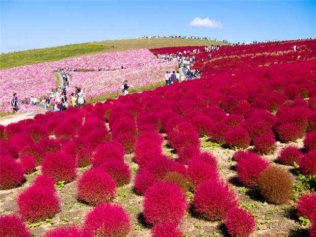 NewPix.ru - «Hitachi Seaside Park» сад цветов в Японии
