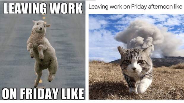 Friday memes