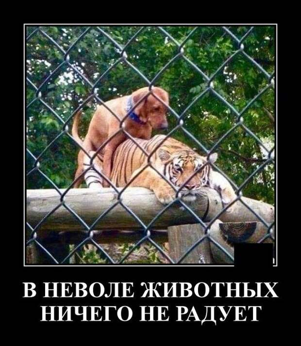 demotivatory-kartinki-smeshnye-kartinki-fotoprikoly