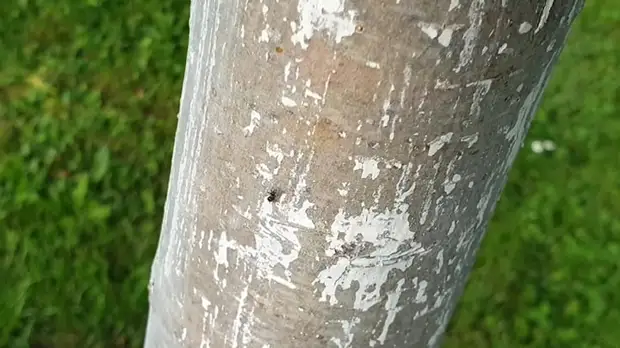 Как защитить фруктовые деревья от муравьев