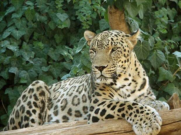 https://dinoanimals.com/wp-content/uploads/2016/03/Persian_leopard-2.jpg