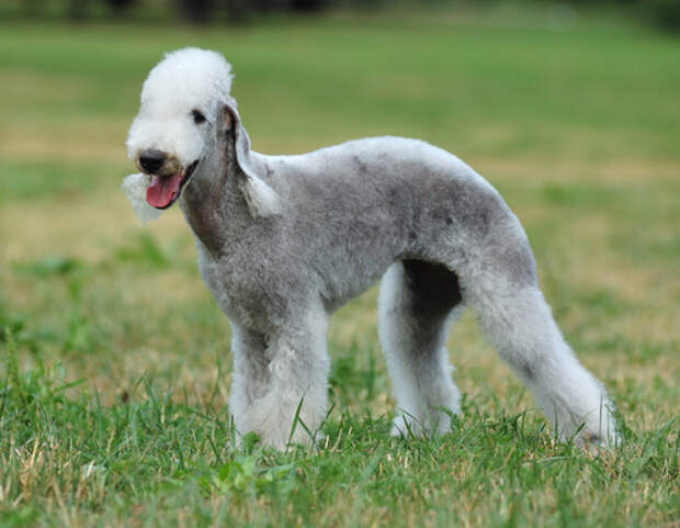 Unique Dog Breeds