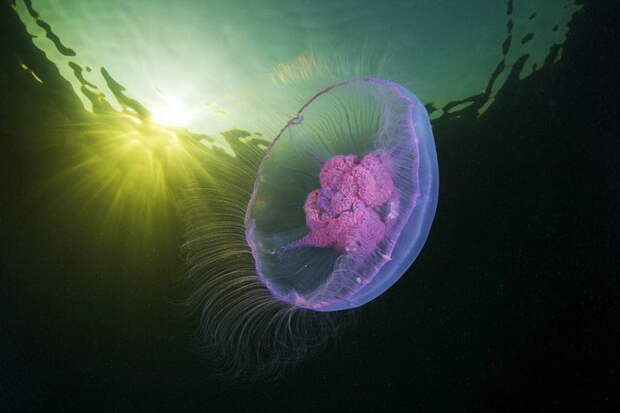 Невероятные фотографии подводного мира Александра Семенова