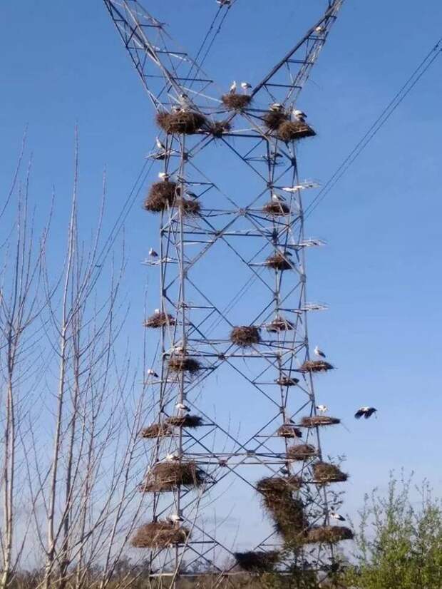 Соседи Соседи