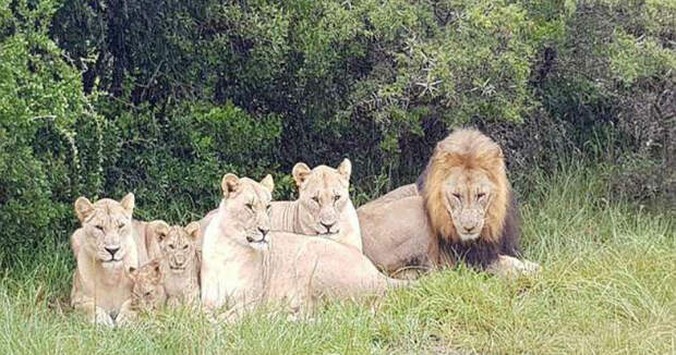 Осталась только голова и обувь: в ЮАР львы сожрали браконьеров, охотившихся на носорогов