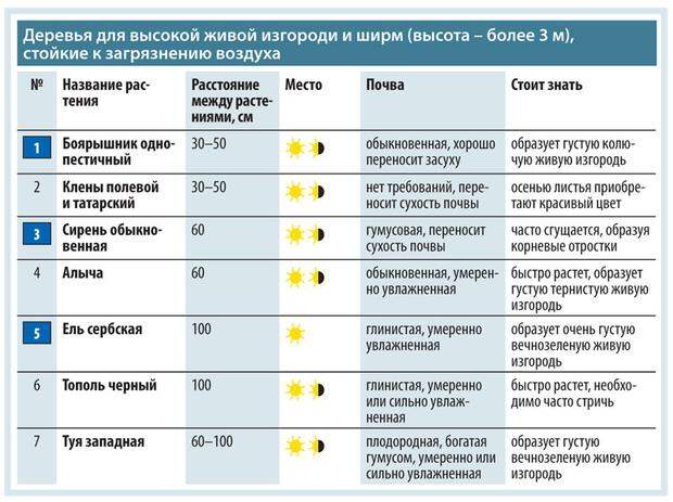 Живая изгородь - защита от шума и выхлопных газов