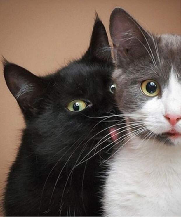 lolcats56 100 лучших фотографий кошек всех времен и народов