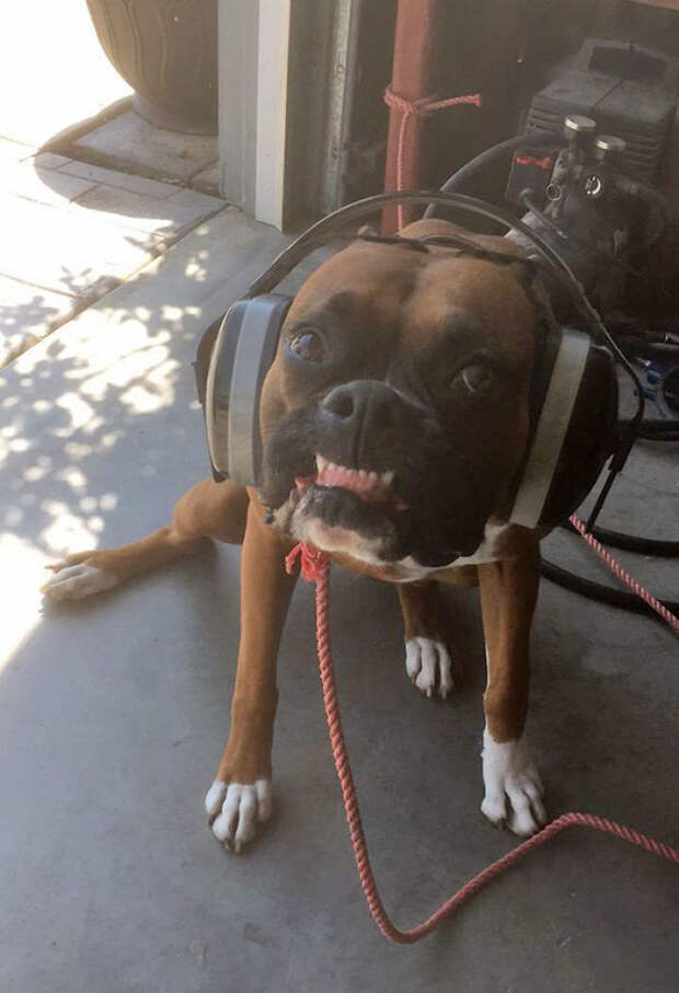 My Boxer's Face When I Caught Him Using My Headphones Without Asking