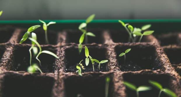 5 фатальных ошибок, из-за которых рассада превращается в «ниточки»