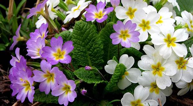 Весенние садовые цветы, которые украсят ваш подоконник и зимой: примула обыкновенная