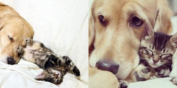 История о том, как подружились пес с котом