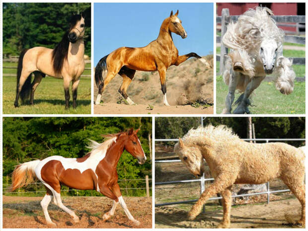 Они имеют также очень развитое осязание - более всего они чувствуют губами и копытами. животные, интересное, кони, красота, лошади, масть, факты, фауна