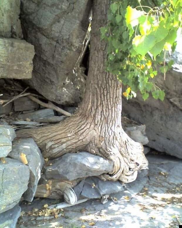 Сила природы (25 фото)