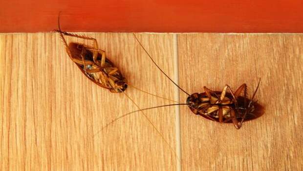 Как избавиться от тараканов в доме: эффективные лайфхаки